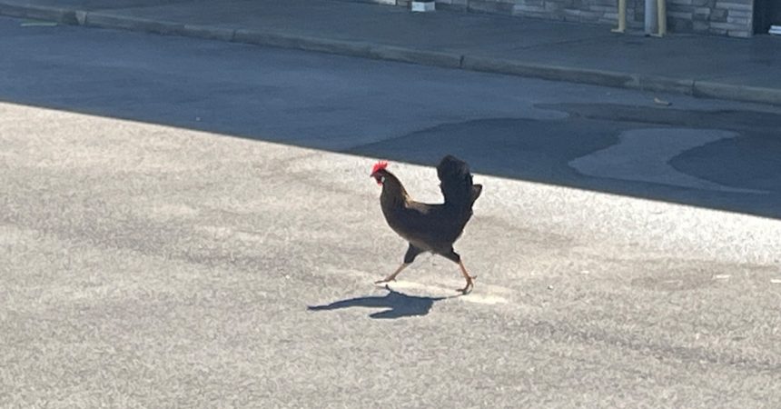 A New Home for Clarksville’s Famous Chicken